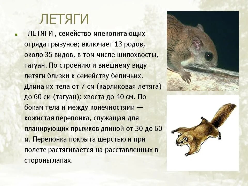 Какой образ жизни ведут белки. Рассказ про белку летягу. доклад белки летяги. белка летяга информация для 4 класса. летяга сообщение для 4 кратко.