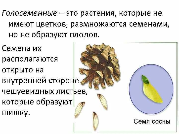 Голосеменных растений Голосеменные семян. Семена голосеменных растений имеют вид. Строение семени голосеменных. Строение семени голосеменных растений. Семенами размножаются имеющие