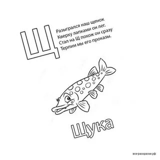 Слово щука