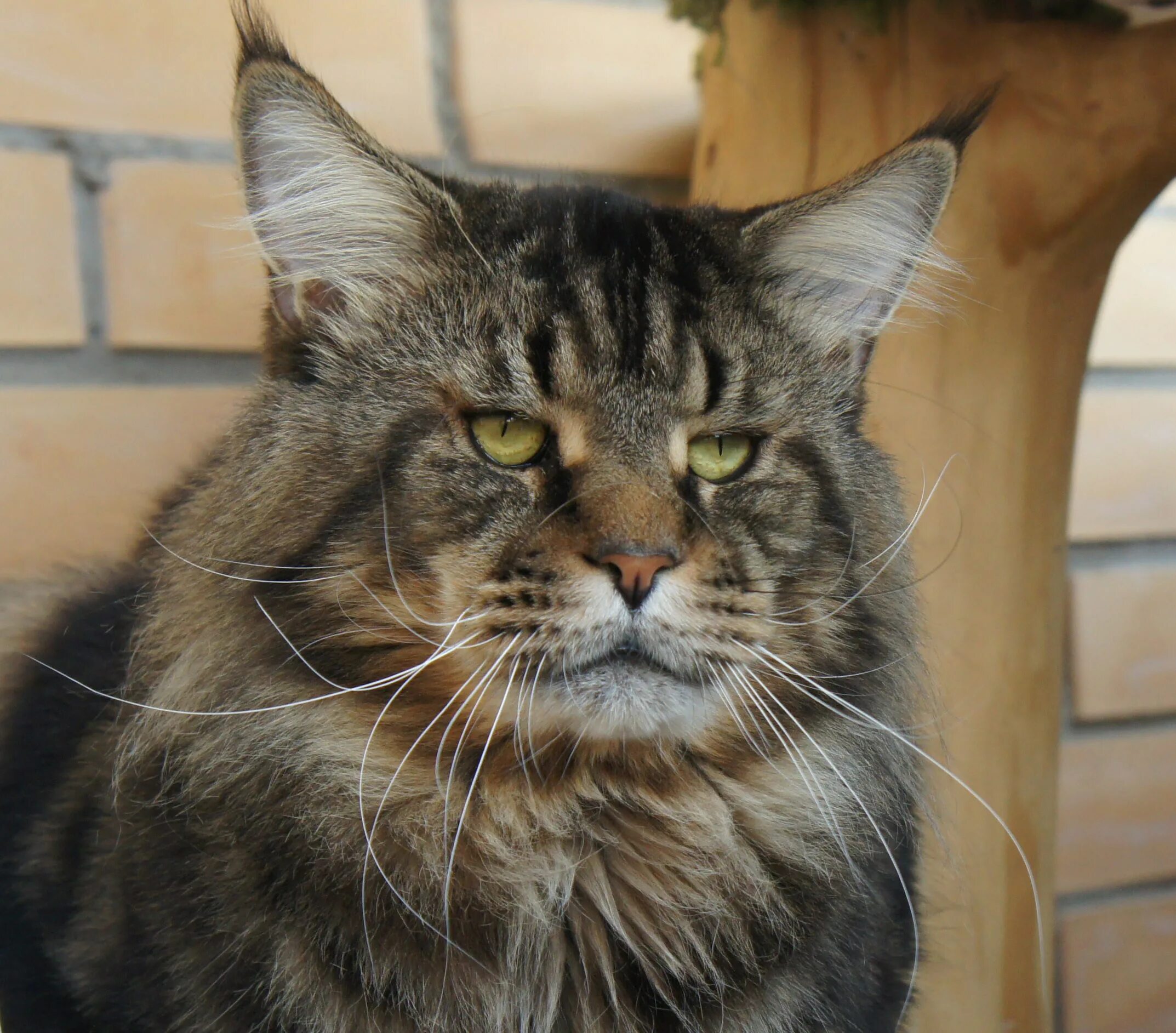 Мейн-кун. Eu4 etrus. Мейн кун айс. Мраморный кот мейн кун. Еу мейн.