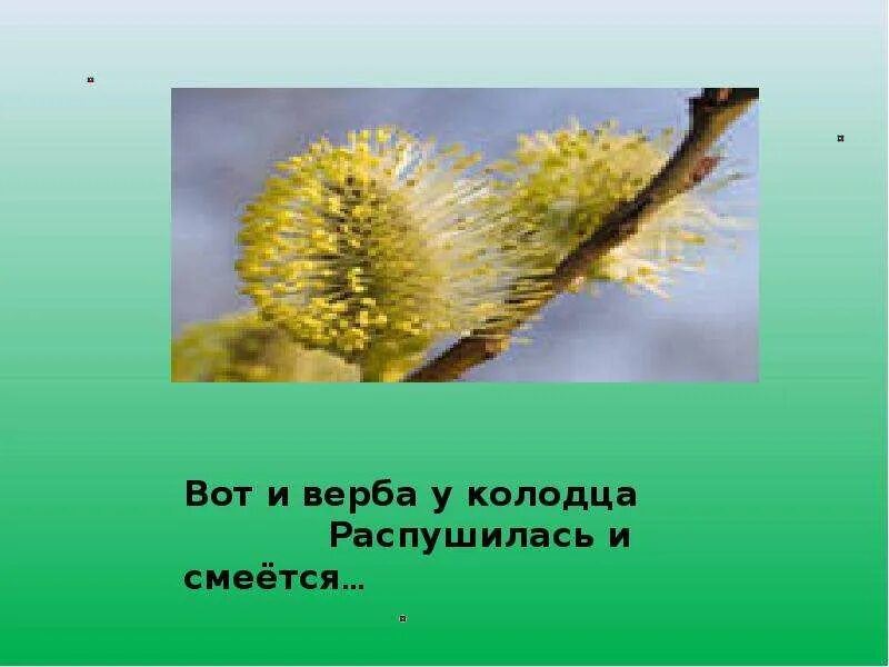 Стихотворение фета верба вся пушистая. Фет Верба. Загадка про вербу для детей. Стих про вербу для детей короткие. Верба распушилась.