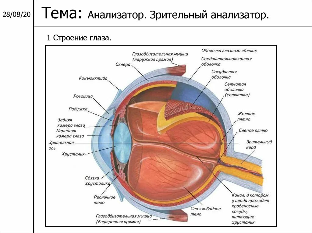 Зрительный анализатор строение анатомия. Анатомические структуры зрительного анализатора. Строение периферического отдела зрительного анализатора. Схема анализатора зрения. Что такое зрительный анализатор