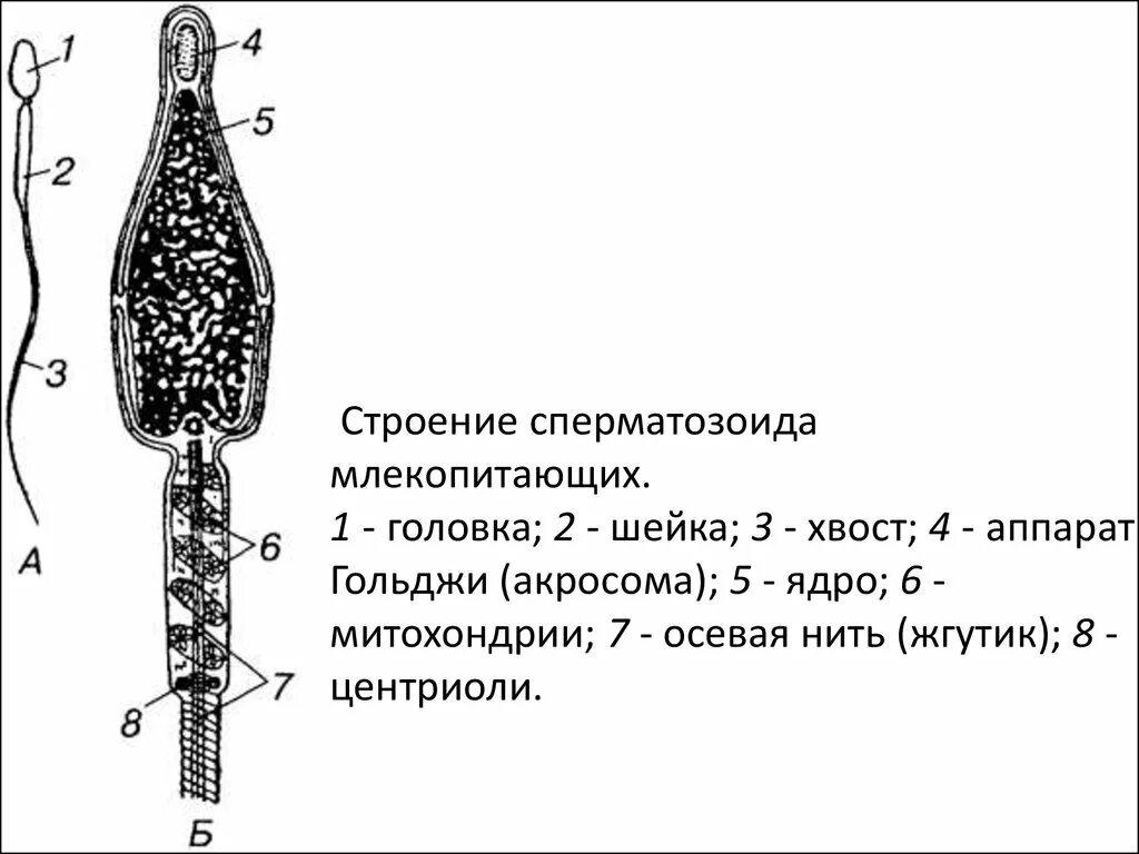 Наличие хвоста у млекопитающих
