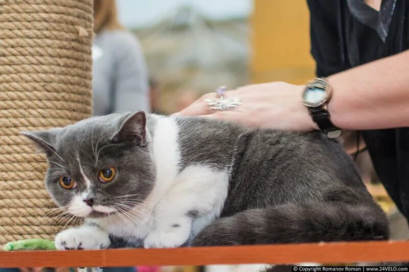 выставка кошек в тц июнь. выставка кошек эстетика. тц июнь выставка кошек. выставка кошек 2017 zhukov alexsei djimsi фотографии. выставка кошек.