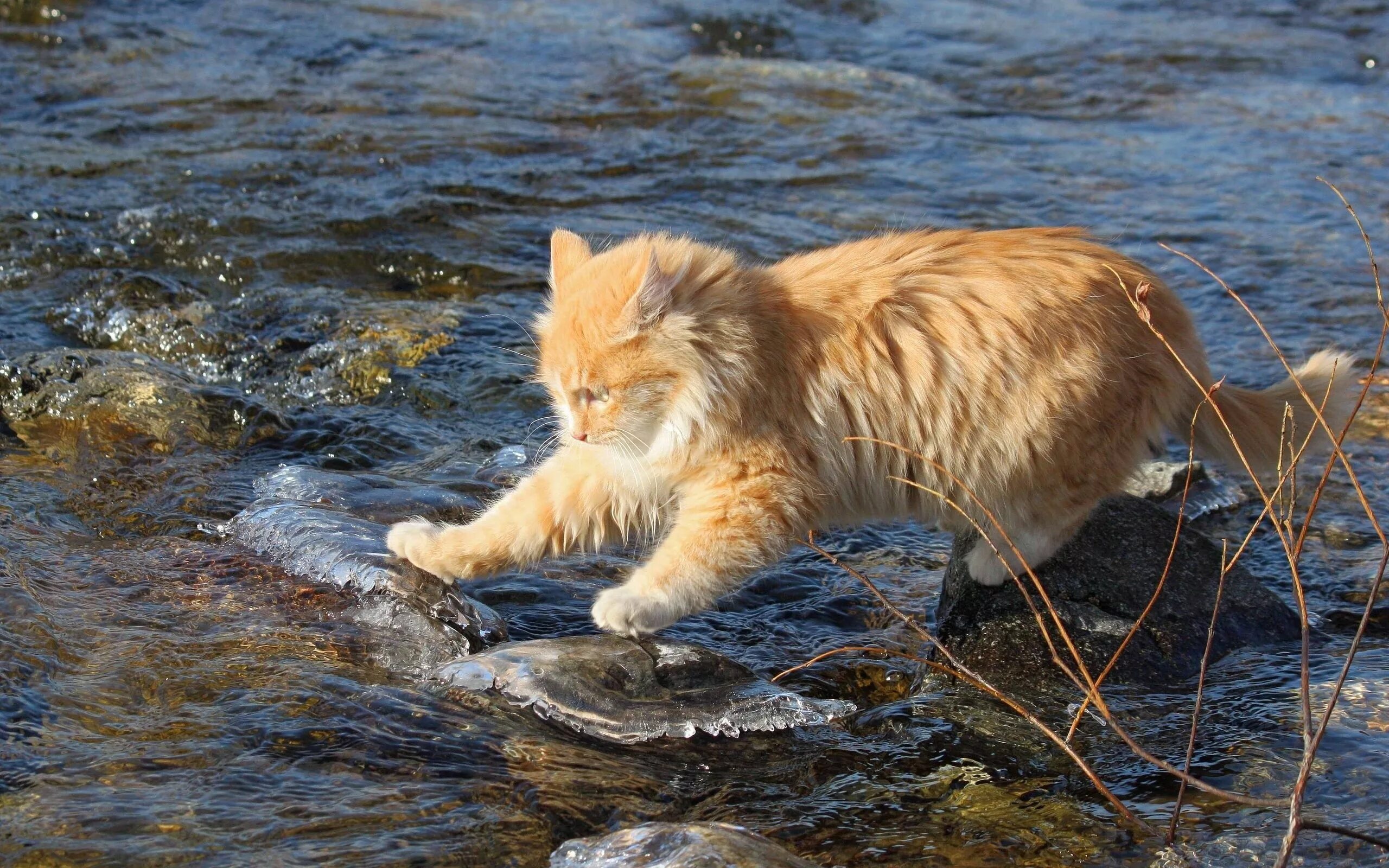 Курильский бобтейл белый. Кот рыболов Курильский. Животные в воде. Кот у реки. Рыба рысь