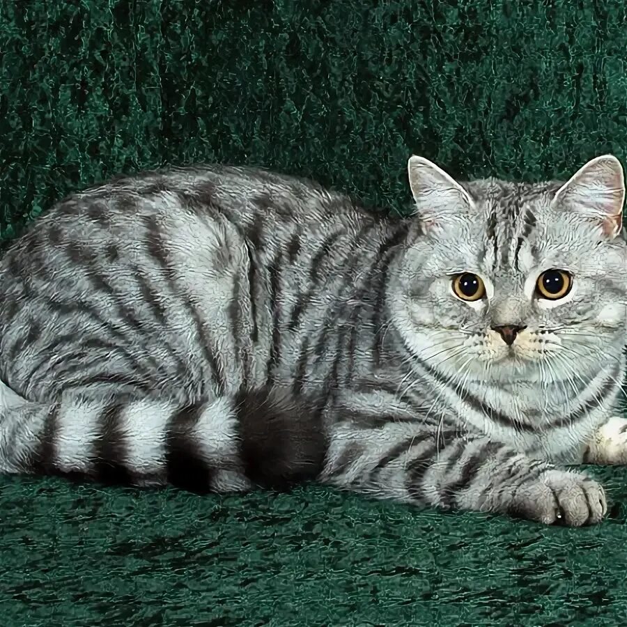 британская короткошерстная серебристая табби. британская кошка табби. британская кошка короткошерстная полосатая. британская короткошерстная серебристая табби. британская длинношерстная табби.