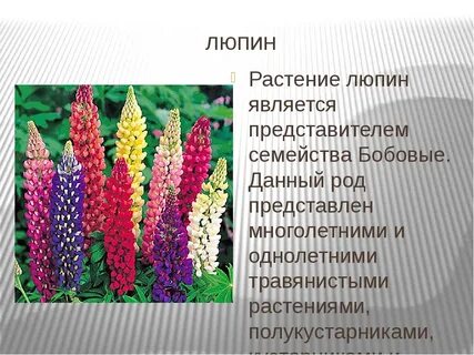 Люпин значение слова