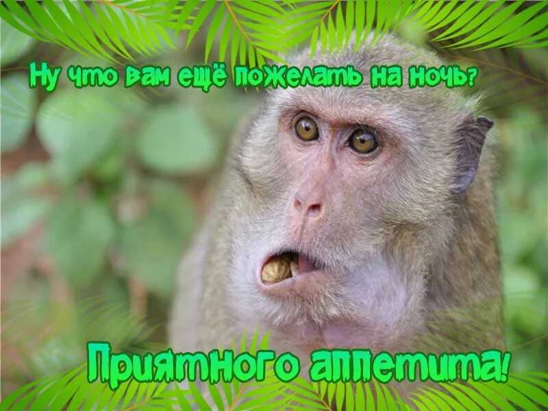 Спокойной ночи смешные картинки. Смешные картинки до слез спокойной ночи. Открытки спокойной ночи. Смешные пожелания спокойной ночи. Спокойной ночи смешные картинки.