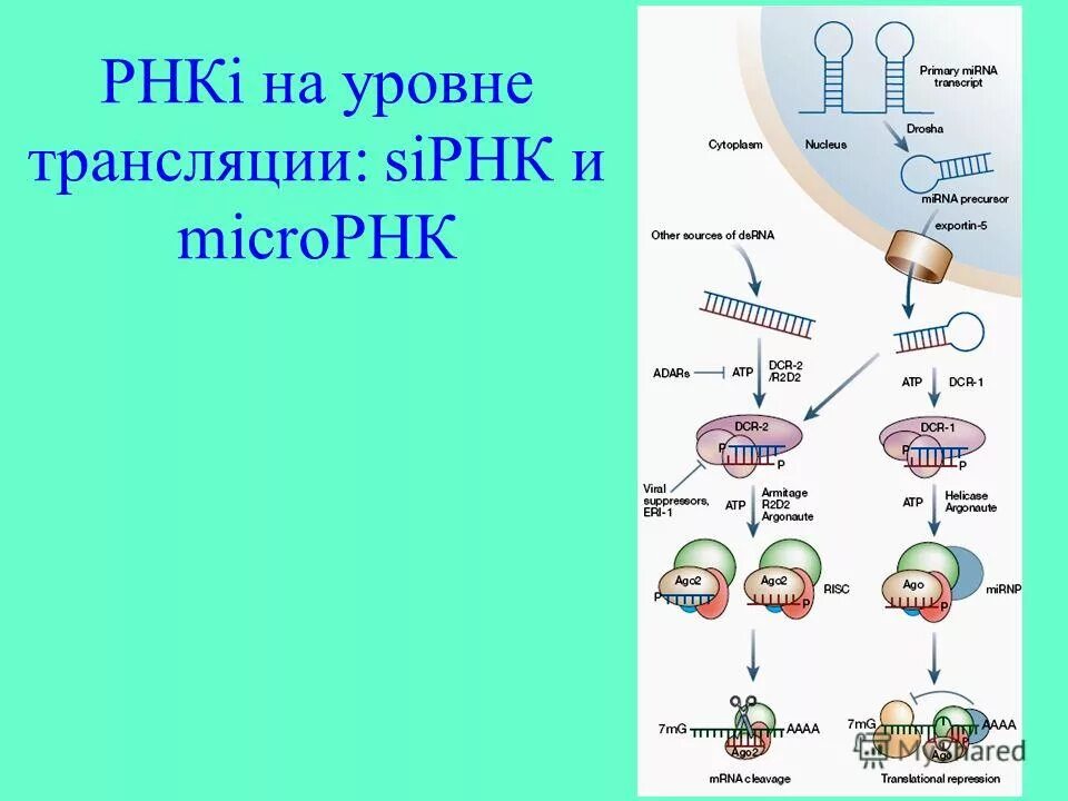 Трансляция уровень организации