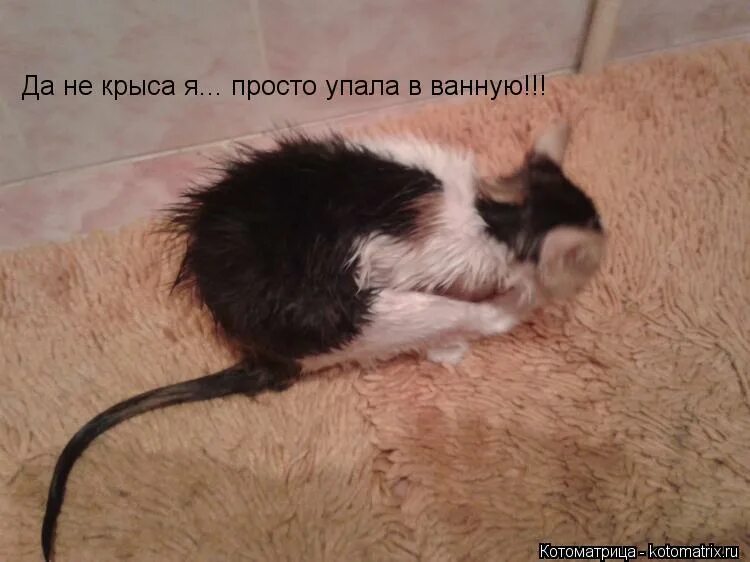 Крыса на столе. Крыса живая. Крыса бежит. Мышь в квартире. Мышь прыгает.