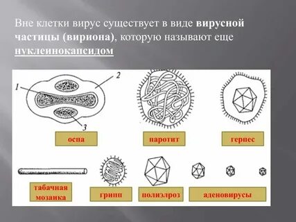 Какая характеристика подходит для описания вирусной частицы