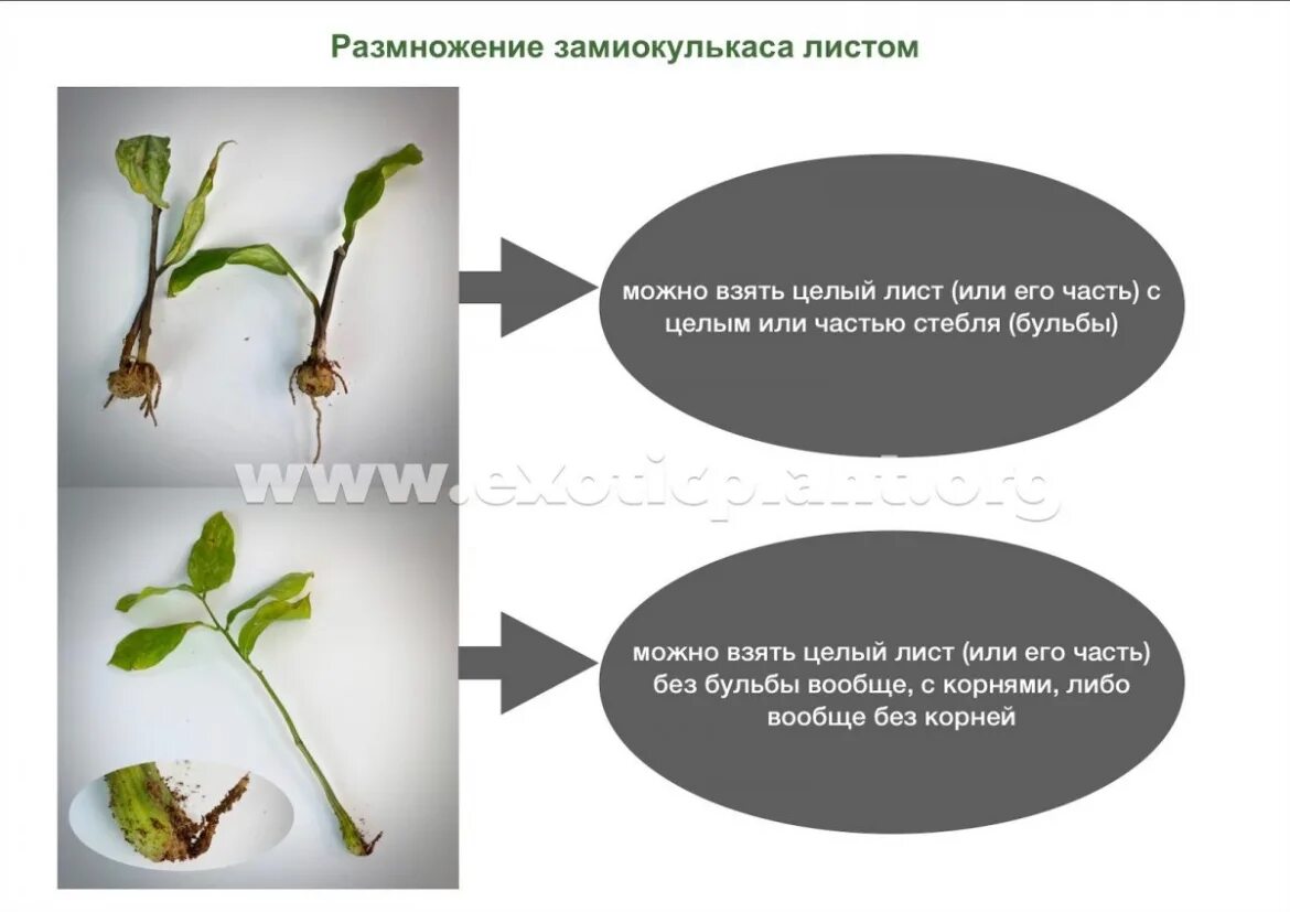 Замиокулькас укоренить. Замиокулькас черенок. Замиокулькас размножение листом. Замиокулькас размножение стеблем. Размножение замиокулькаса листом в домашних условиях пошагово