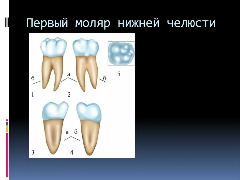 Первый моляр верхней челюсти. Второй моляр нижней челюсти моделирование. Первыймаляр нижней челюсти. Первый моляр нижней челюсти моделирование.