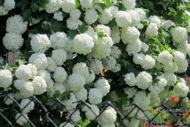 Secrets of the overseas mistress: viburnum Buldonezh - Gardening 2024
