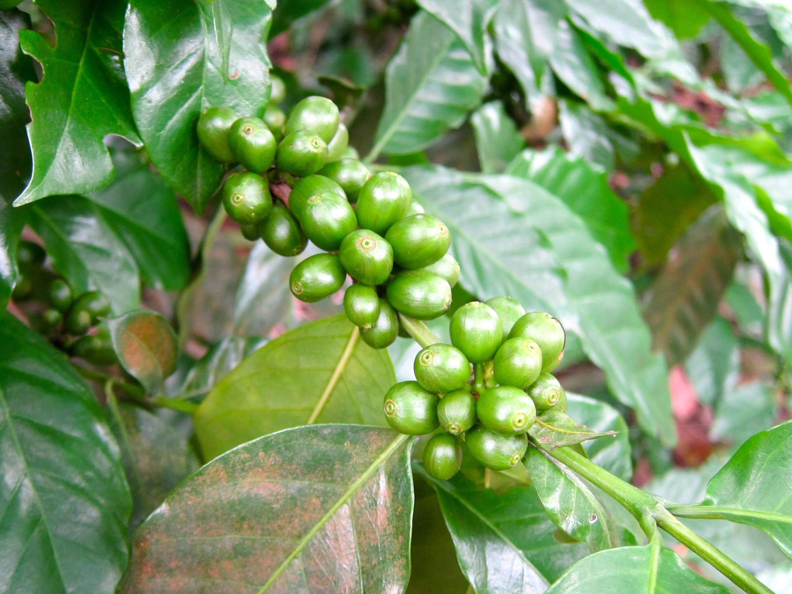 Кофе Арабика растение. Кофе Аравийское растение. Кофе Аравийский дерево. Кофе Арабика цветок домашний. Кофе аравийский растение