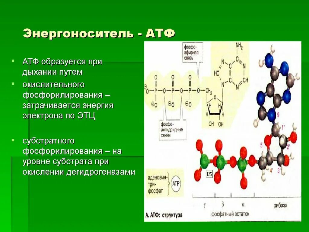 Атф в организме образуется. Образование АТФ. АТФ образуется. Место образования АТФ. АТФ вырабатывается в.