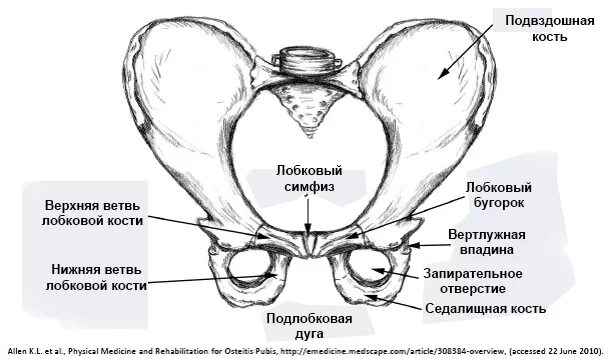 Передний верхний край. Кости таза лонная кость анатомия. Анатомия костей таза лонная кость. Симфиз лобковой кости при беременности. Лобковый бугорок и лобковый симфиз.