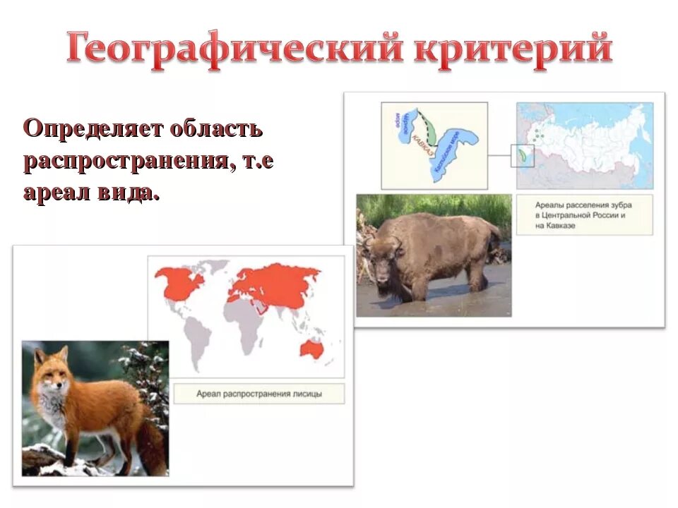 Типы ареалов в биологии. Виды ареалов животных. Типы ареалов обитания. Экологический и географический критерии. Виды ареалов.