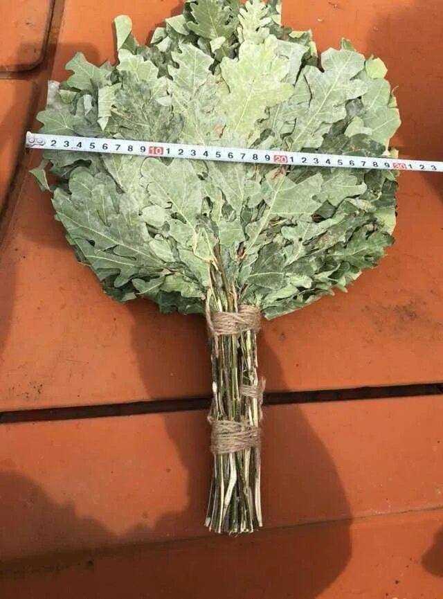 Березовый веник (10 мл). Порослевый дубовый веник. Когда заготавливают дубовые веники. Когда заготавливают дубовые веники. Когда заготавливают дубовые веники.