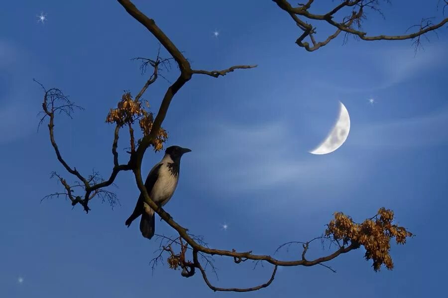 Какая птичка поет ночью в апреле. Птицы ночью. Птица в ночном небе. Птицы на ветке ночью. Луна и птицы.