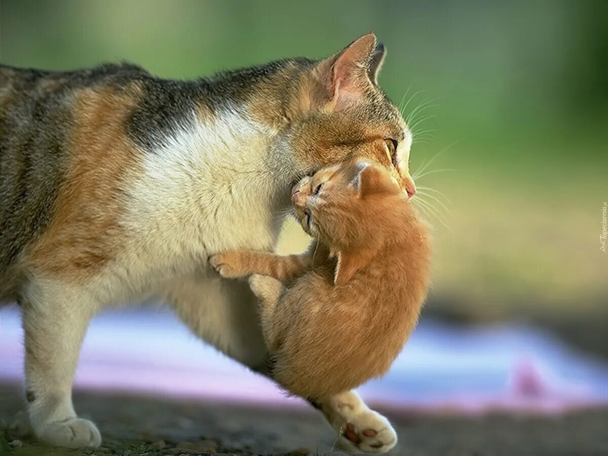 Кошка несет котенка. Мама кошка несет котенка. Кошка нечеи котенка. Кошка несёт котёнка за загривок. Мама помоги котенку