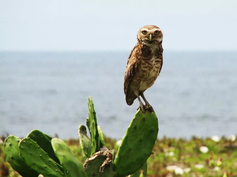 Сыч-эльф кактусовый сыч. Сова кактусовый сыч. Кактус сова. Пустынный сыч. Сыч-эльф кактусовый сыч.