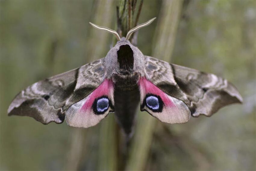 Бражник это кто. Глазчатый Бражник бабочка. Ночная бабочка Бражник глазчатый. Мотылек Бражник глазчатый. Бражник Средиземноморский.