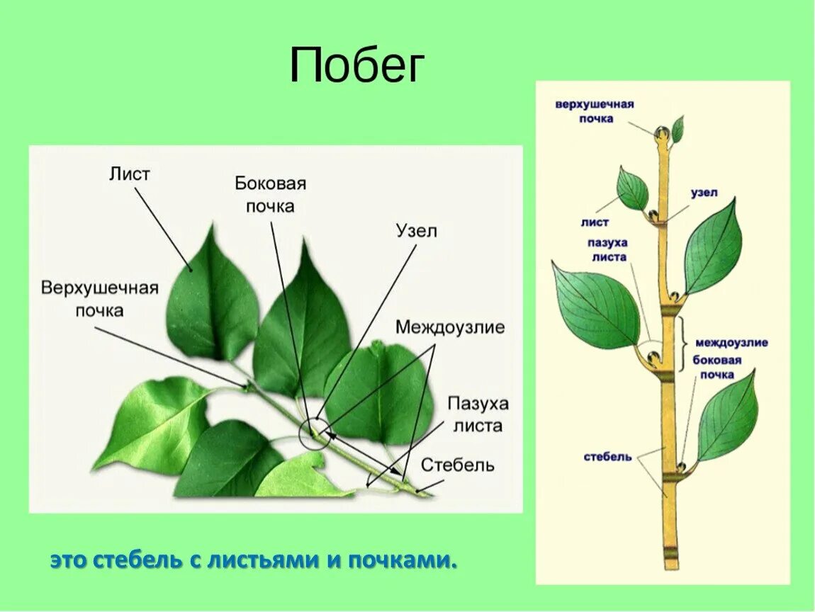 Побег и почки, строение стебля и листа.. Стебель, почки, лист, междоузлие. Строение побега листа и стебля. Строение побега растения черешок.