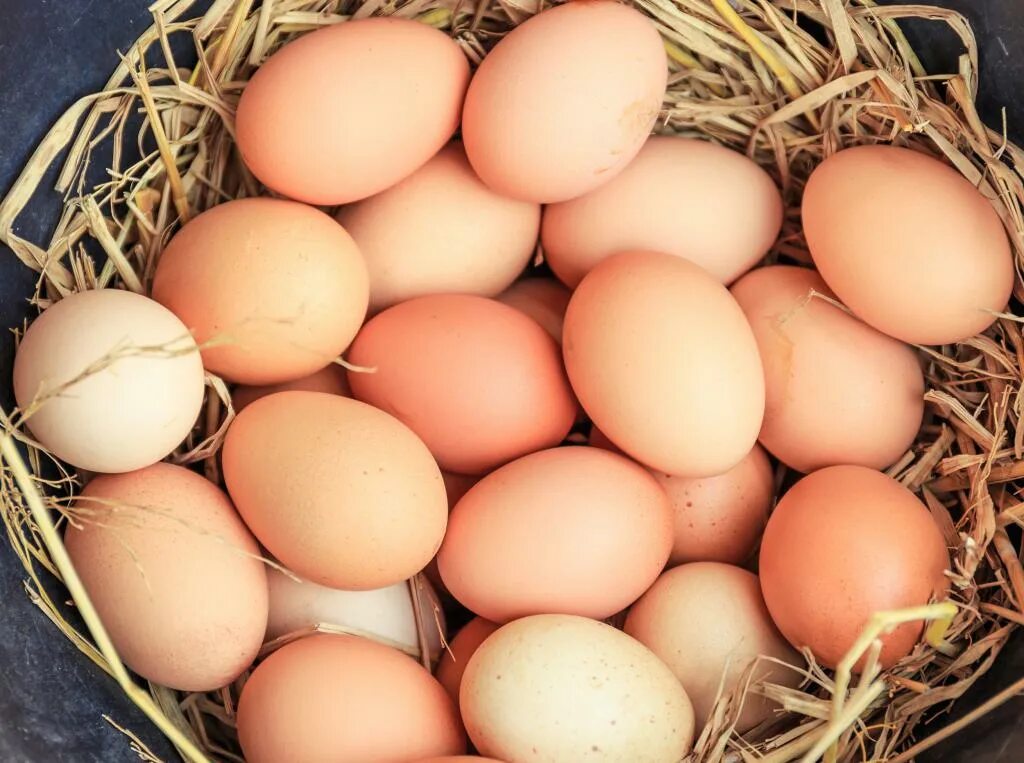 К чему снится собирать много куриных яиц. Домашние яйца. Яйцо куриное. Много яиц. Яйцо домашнее куриное.