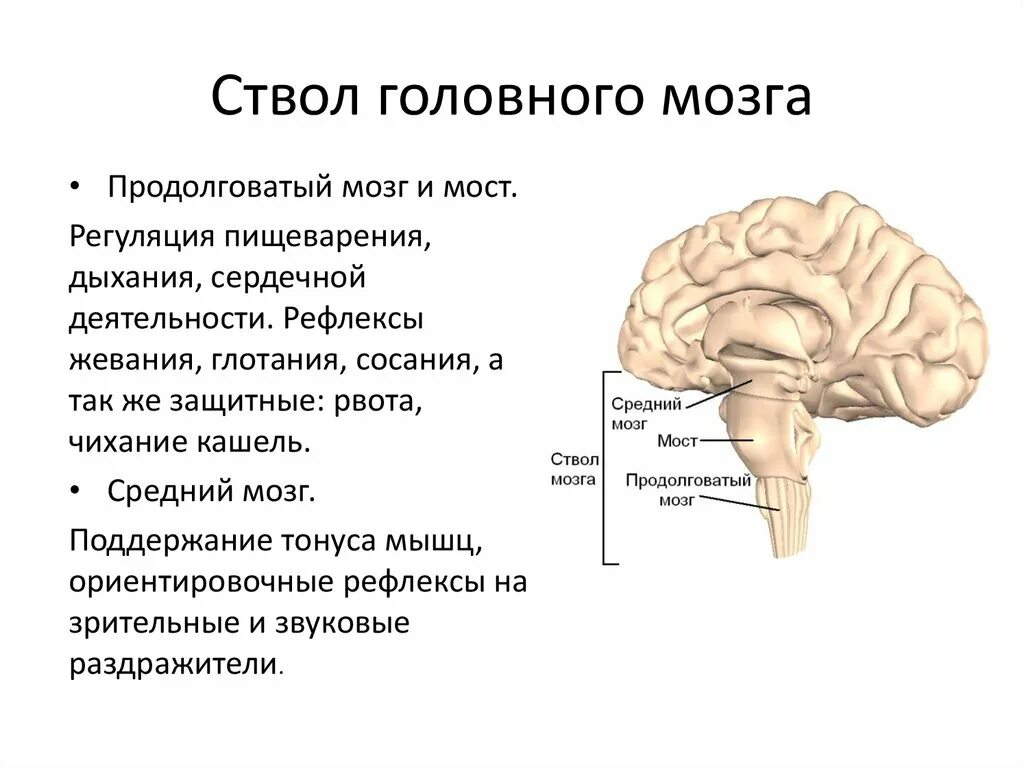 Какими отделами образована стволовая часть головного