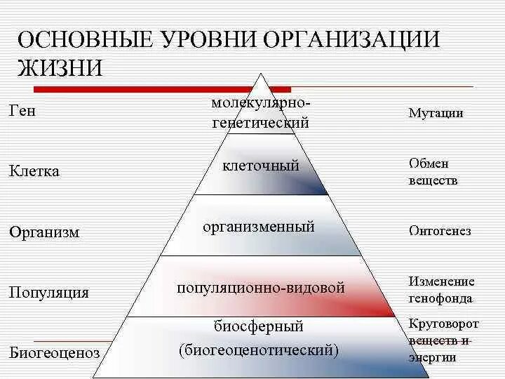 Какие основные уровни