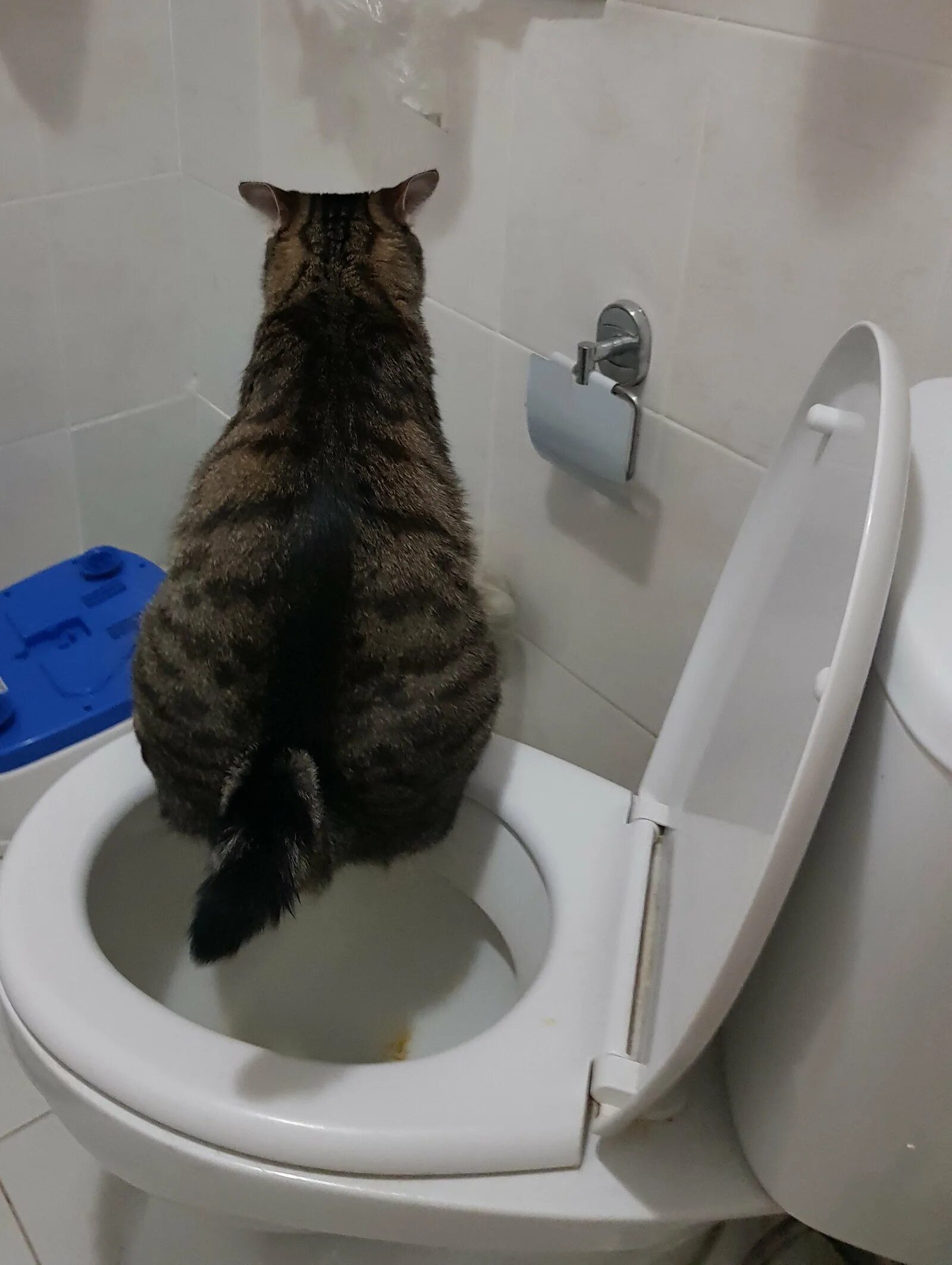Кот не может сходить в туалет. Кот на унитазе. унитаз для кошек. приучение кота к унитазу. котенок в унитазе.