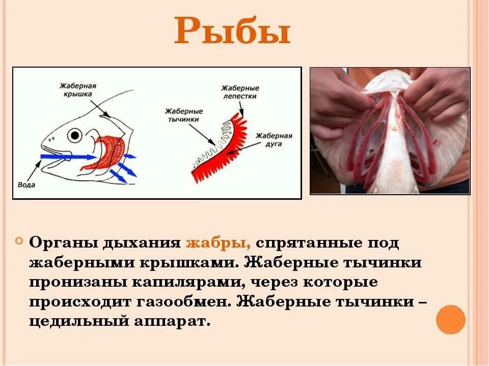 Характерные признаки типа жаберных щелей. Дыхательная система рыб жабры. Схема жаберного дыхания рыб. Органы дыхательной системы у рыб. Дыхательная система рыб 5 класс.