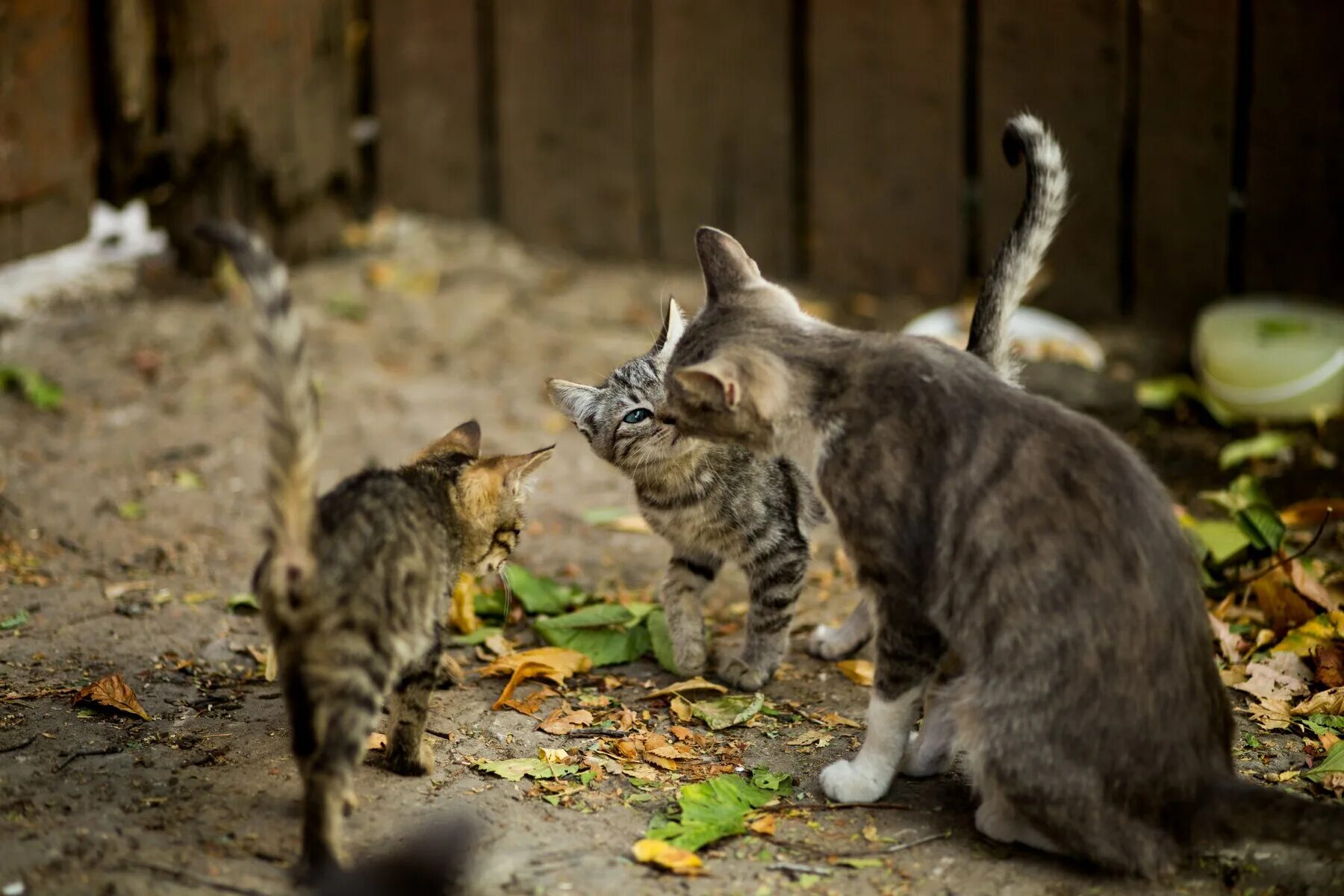 Жизнь кошек. Котики летом. Бродячий коричневый кот. Полосатый кот рядом с домом.