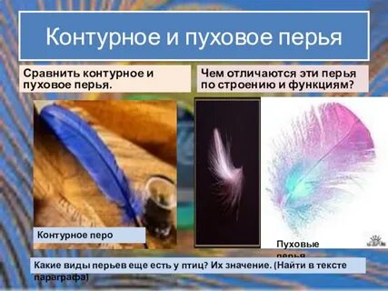 Сравните контурное и пуховое перо размеры