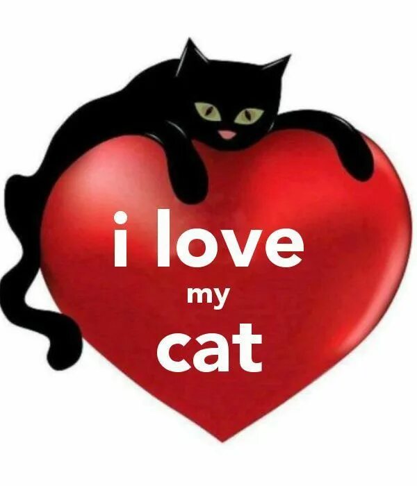 Love cat biz