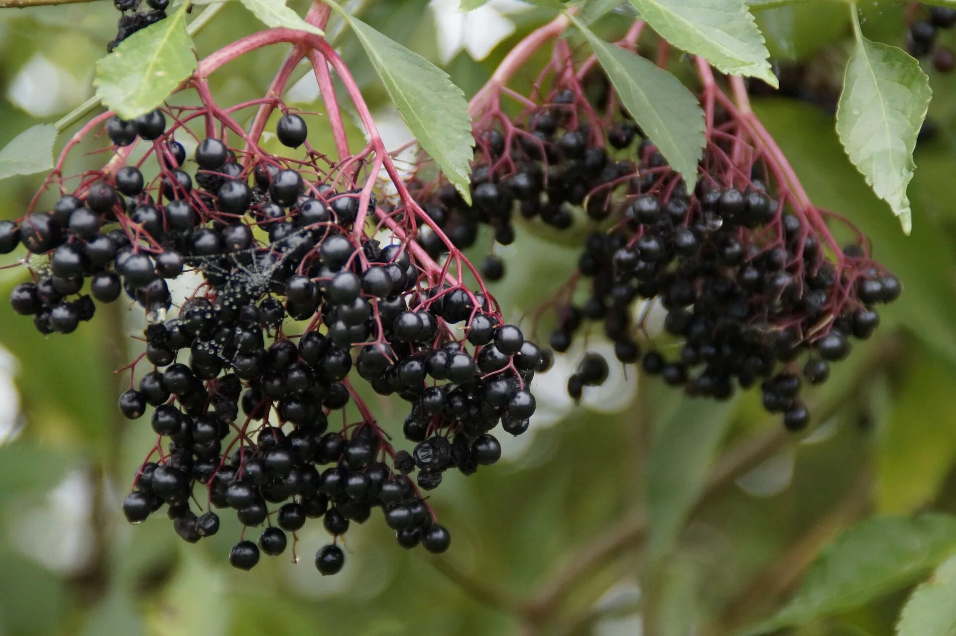 Бузина черноплодная. Elderberry. Бузина черноплодная. Отвары из черемухи. Бузина ведьмина ягода.
