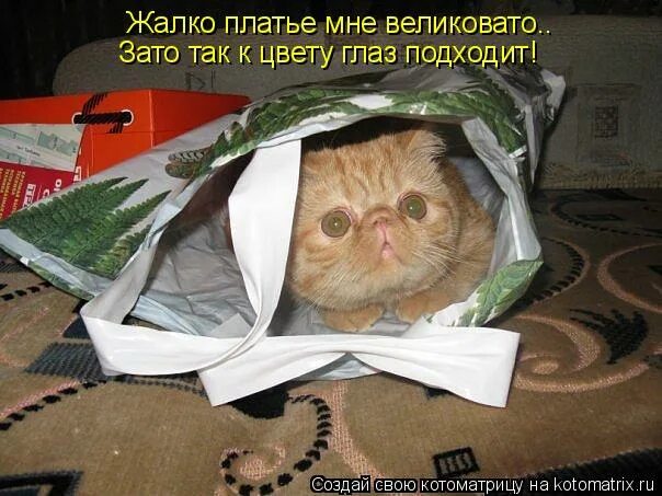 Жалка пуст. Бедный котик. Бедный котик устал. Бедный котик Мем.