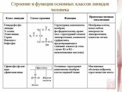 Углеводы липиды конспект урока 10 класс