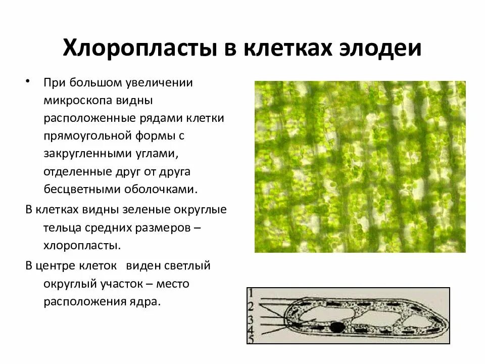 Ткани элодеи строение. Ткань листа элодеи. Хлоропласты в клетках листа элодеи. Ткань клетки листа элодеи. Какую клетку можно увидеть