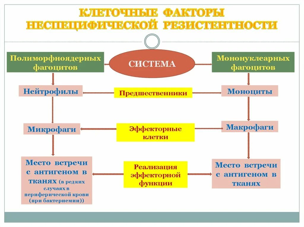 Факторы резистентности организма. Факторы неспецифической резистентности. Клеточные факторы специфической резистентности таблица. Схема факторы неспецифической резистентности. Факторы неспецифической резистентности таблица.