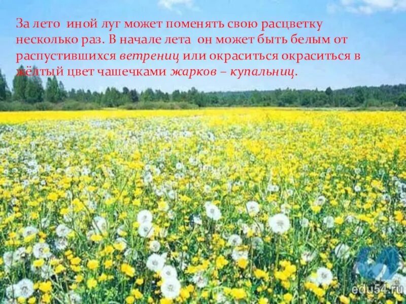 Что символизирует луг. Берегите луг. охрана лугов. охрана природы в лугах. экологический луг.