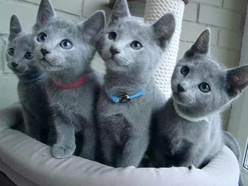 Русские голубые кошки питомник rbcat rus, москва. Питомник русской в москве. Русская голубая кошка питомник. Русская голубая питомник. Блуберри найтс питомник той терьера.