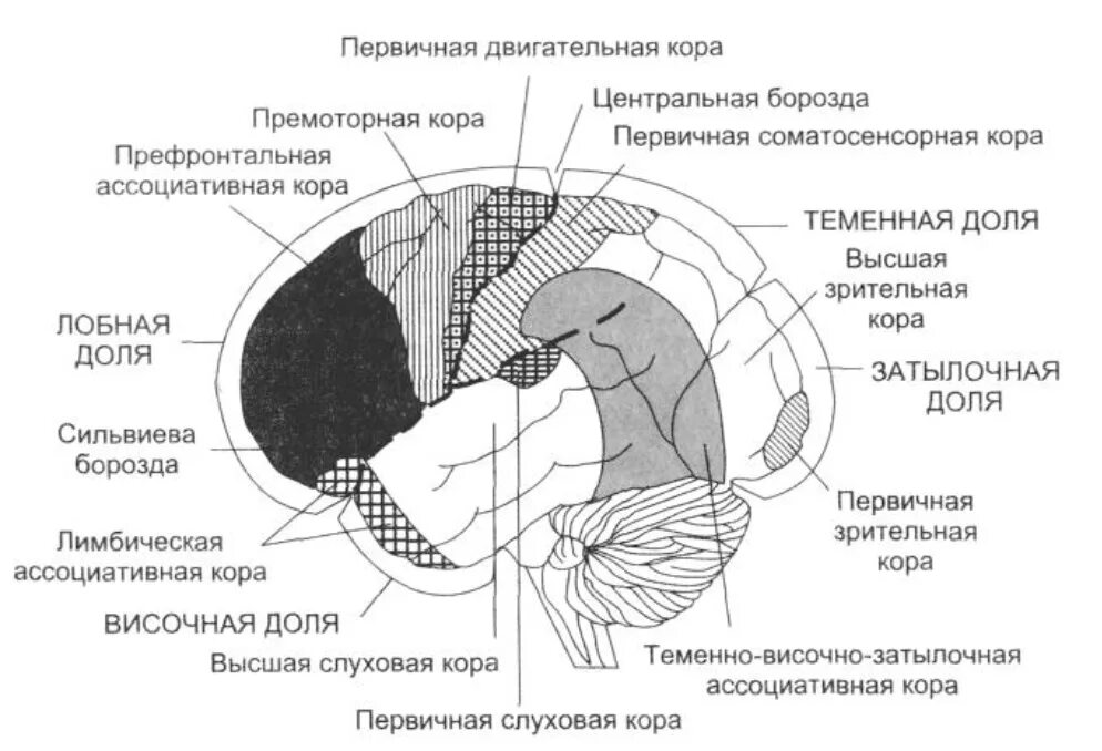 Локализация основных функциональных областей коры головного мозга. Четыре основные доли коры головного мозга. Локализация сенсорных функций в коре больших полушарий.. Нейроны в затылочной доле коры