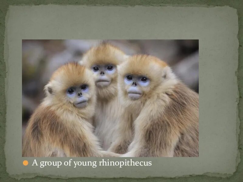 Тонкинский ринопитек (rhinopithecus avunculus). Где обитает исчезающий вид тонкийский ринопитек. Где обитает исчезающий вид тонкийский ринопитек. Тонкинский ринопитек. Тонкинский ринопитек.