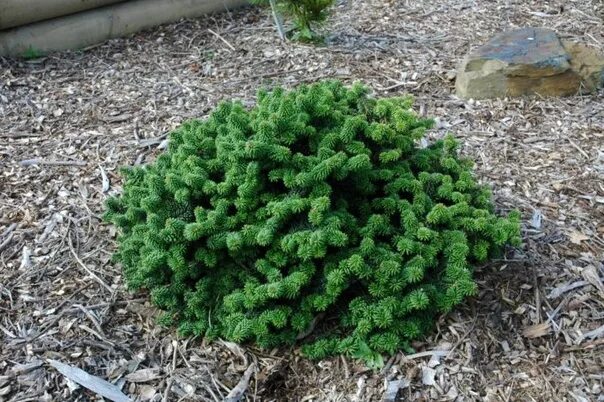 Пихта бальзамическая сибирская. Пихта корейская фрости. Abies koreana piccolo. Пихта бальзамическая nana. Пихта бальзамическая пикколо.
