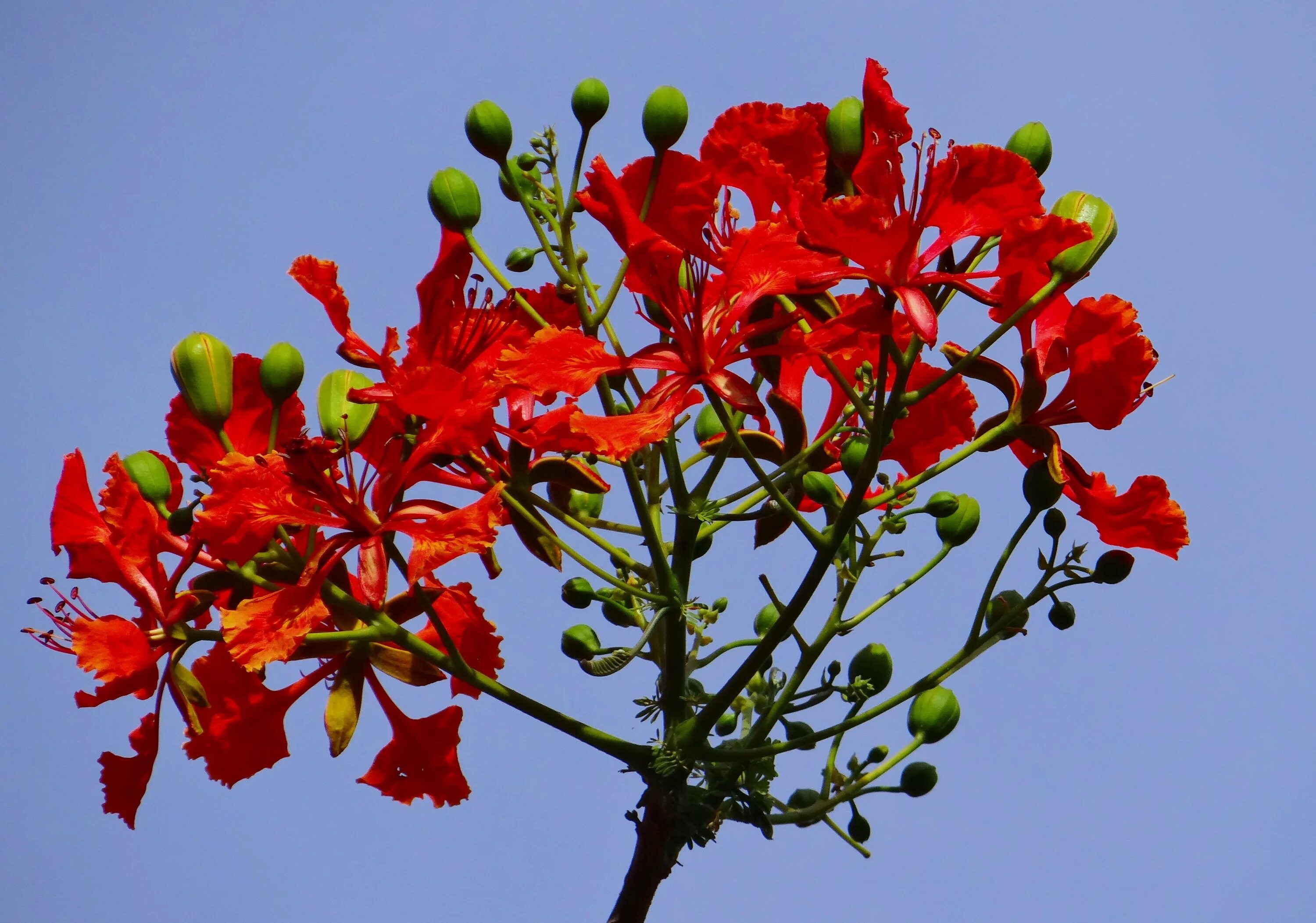 Red plant. Делоникс Королевский. Делоникс дерево. Delonix Regia-Делоникс. Огненное дерево Делоникс Королевский.