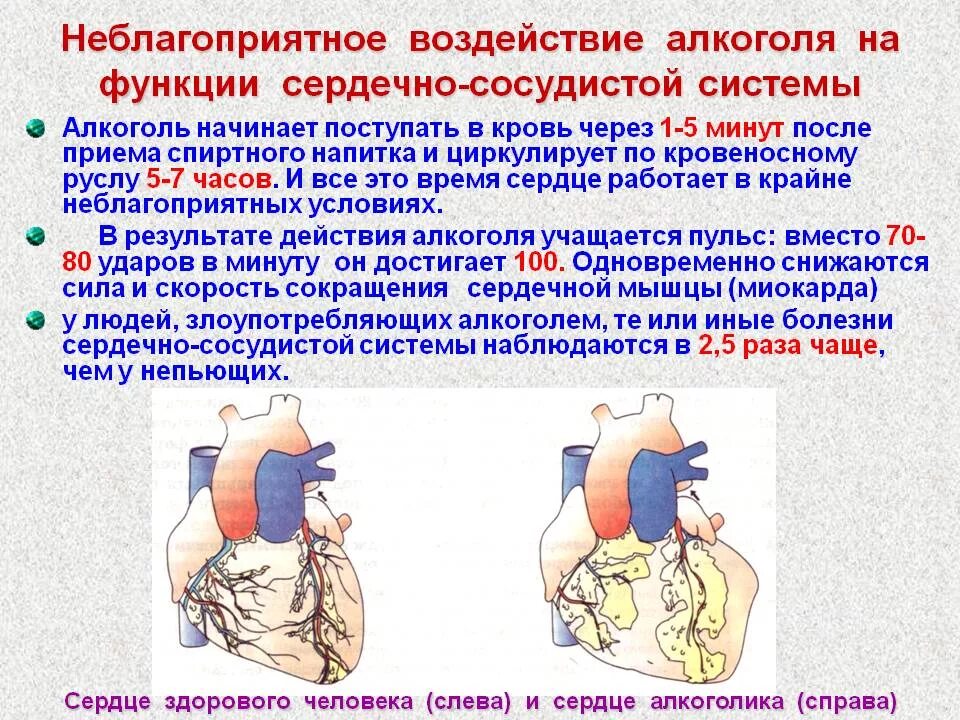 Сильно стучит сердце что делать. Воздействие спирта на сердце.