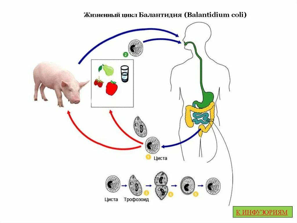 Balantidium coli жизненный цикл. Жизненный цикл балантидия кишечного. Жизненный цикл балантидия схема. Цикл развития балантидия схема.
