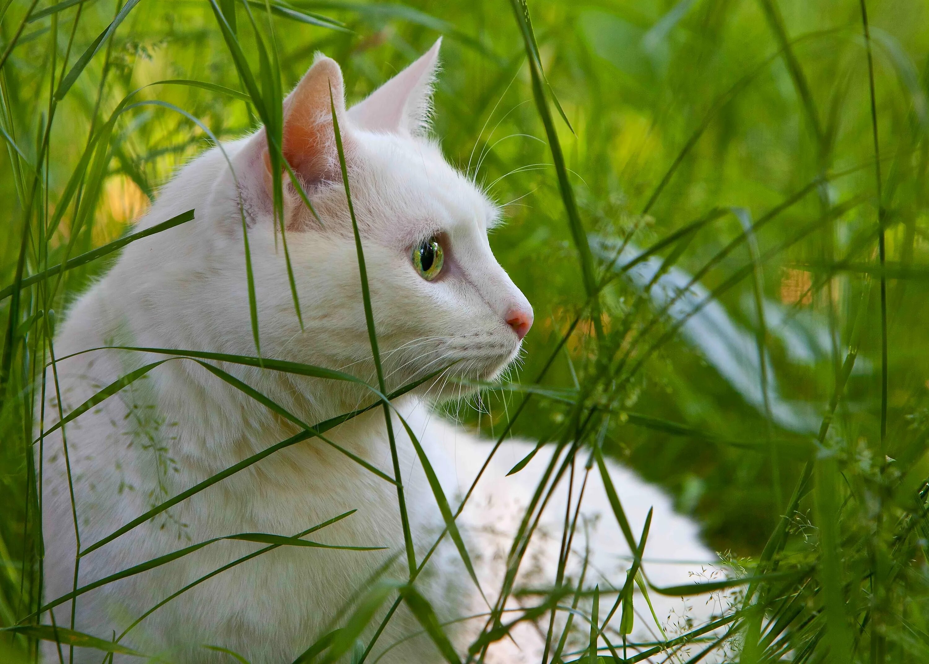 Wait cats